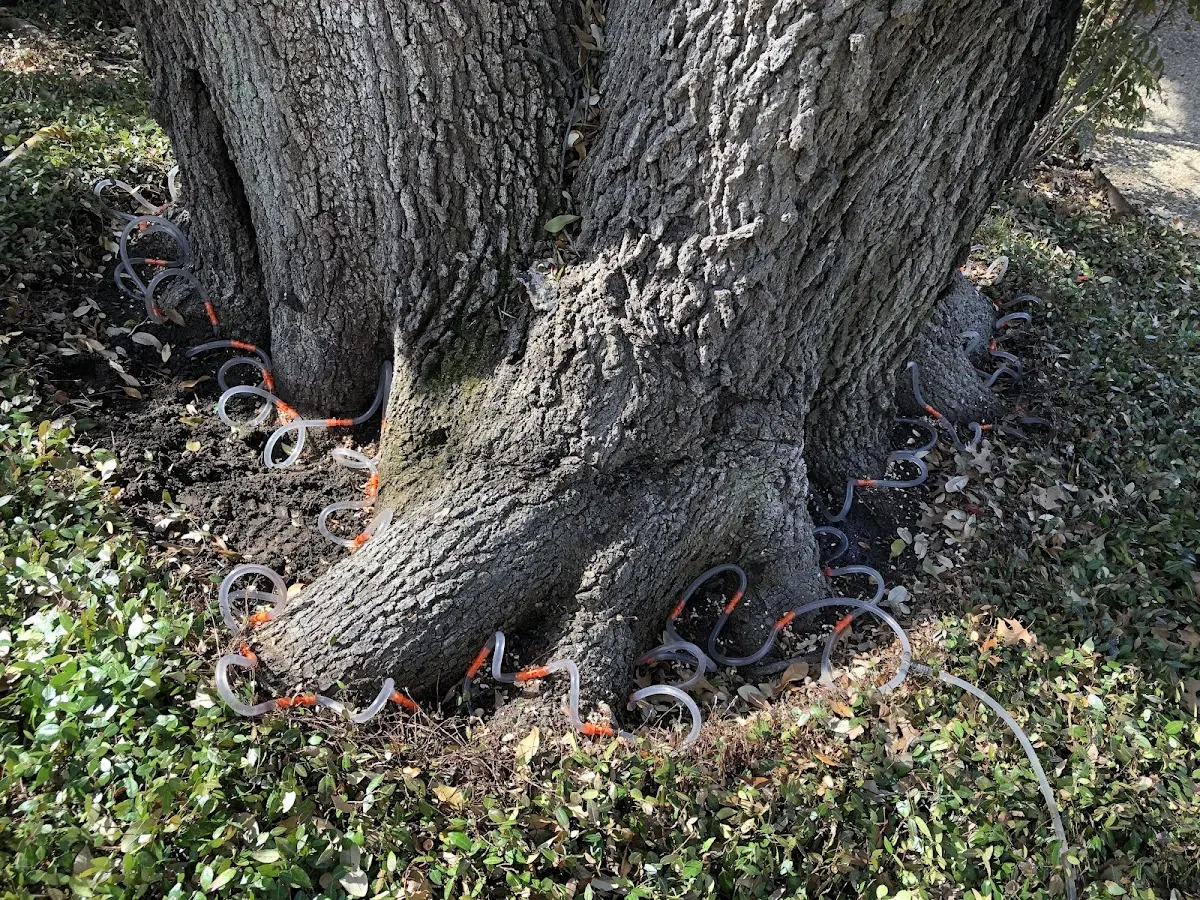 Detailed Tree Cabling and Bracing job site in Brave