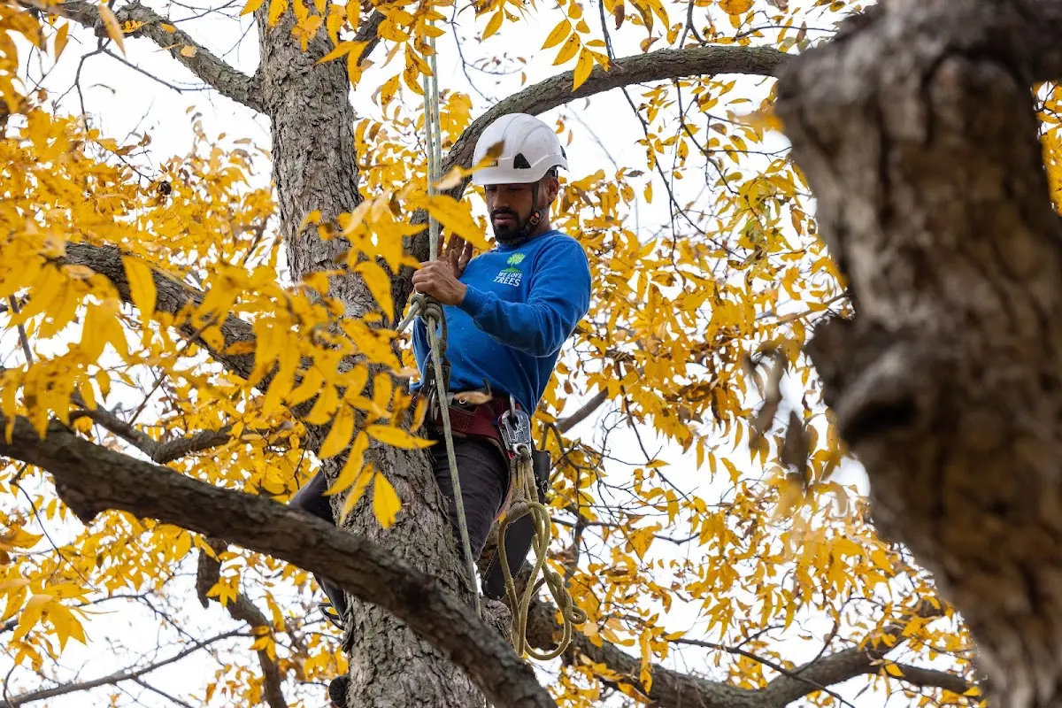 Skilled Tree Pruning crew working in Brave