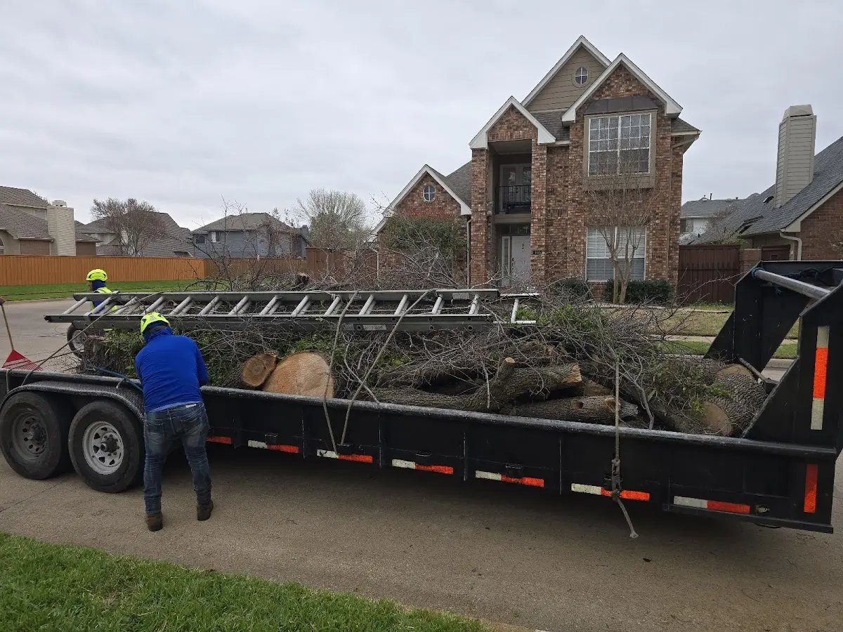 Expert Tree Pest Control with proper safety equipment in Brave